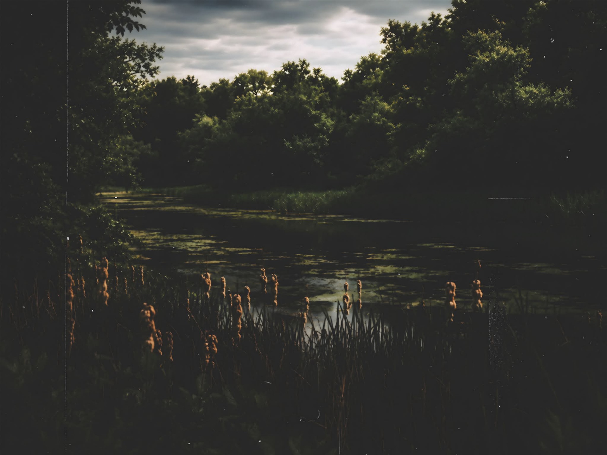 A shadowed pond with reeds catching the last warm light