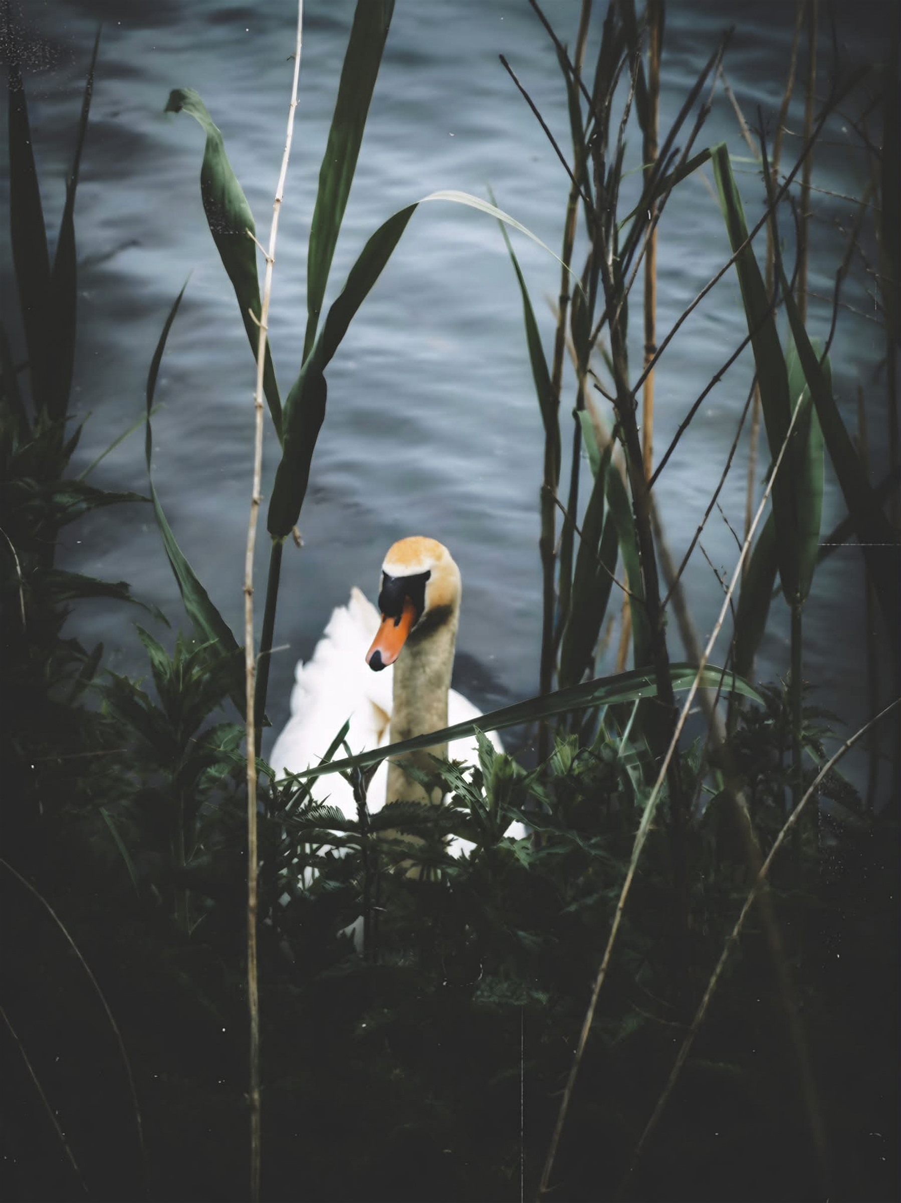 A solitary swan partly concealed among reeds beside blue water