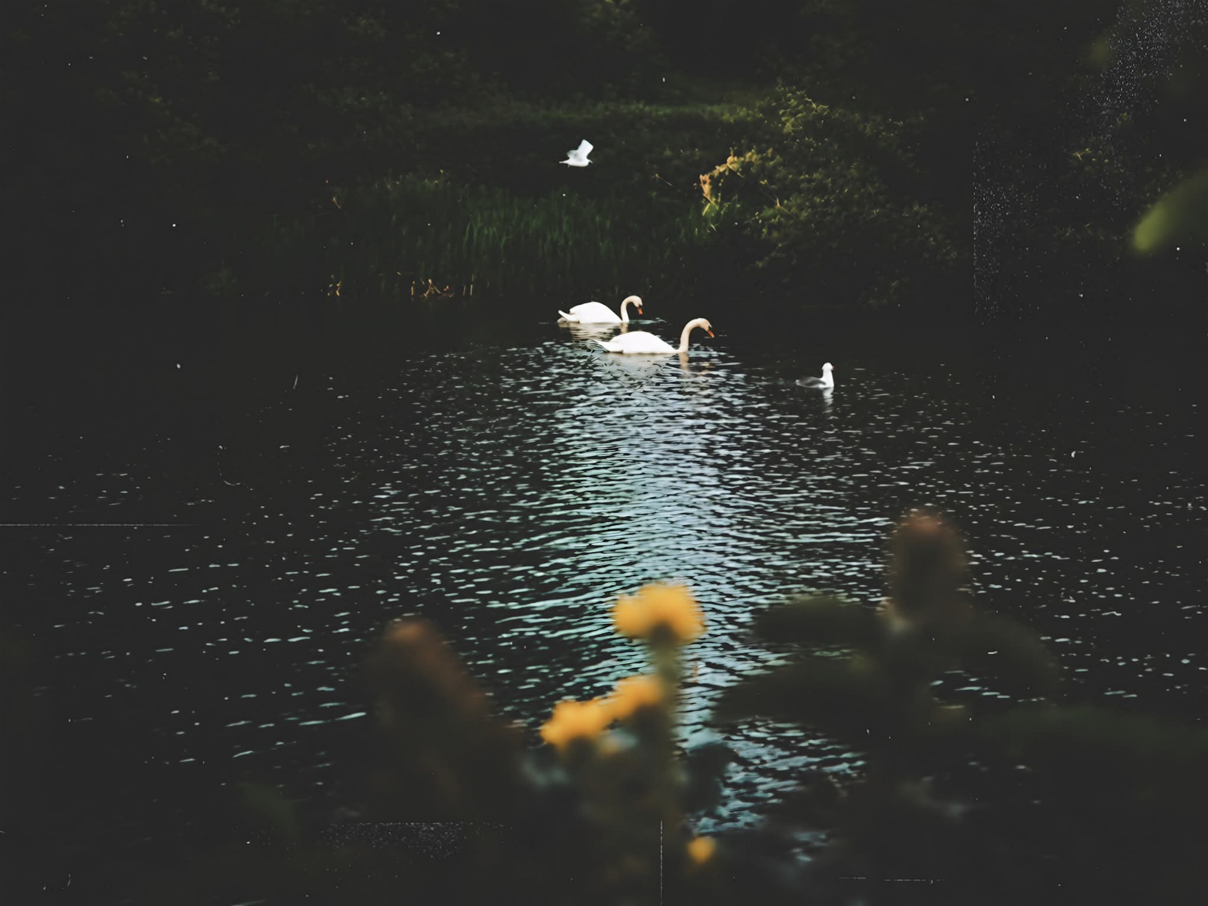 Three white swans moving through a dark pond